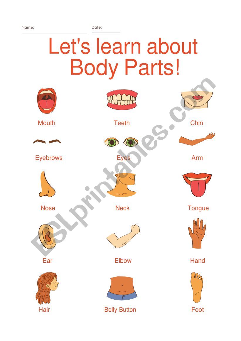Vocabulary - Body Parts worksheet