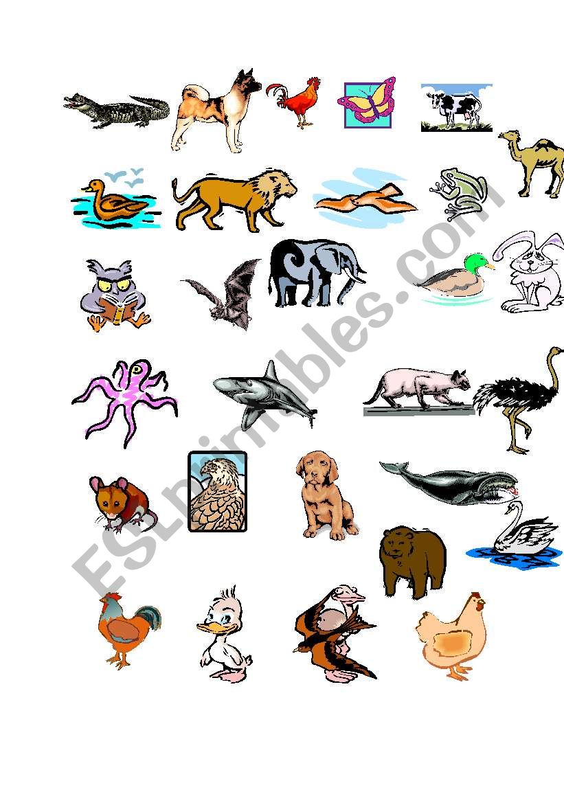 animals worksheet