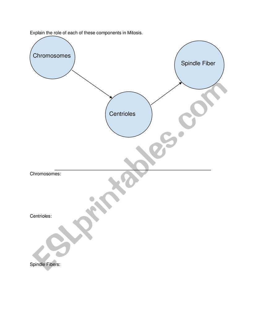 Mitosis Connections worksheet