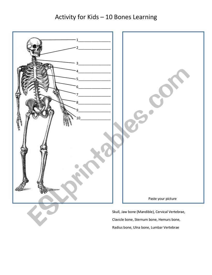 My 10 Bone - Activity for Kids, 10 Bones Learning