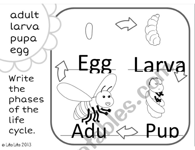 Bee lifecycle worksheet