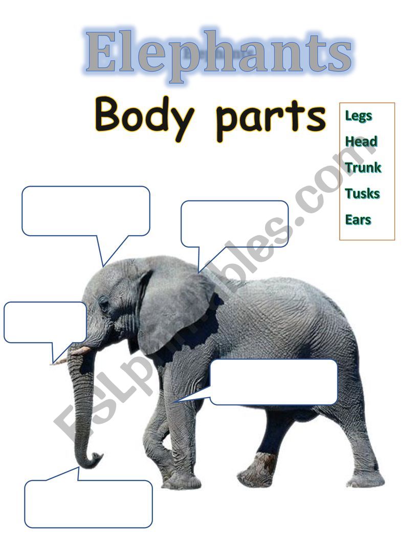 Elephants Body Parts worksheet