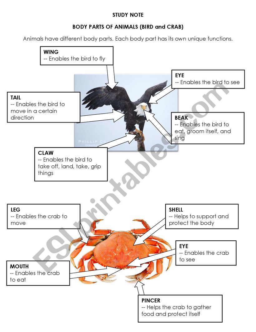 Parts of a crab and bird worksheet