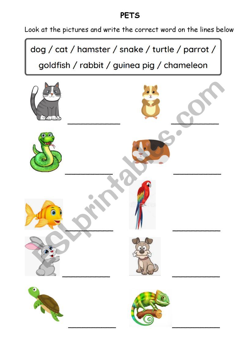 Pets worksheet