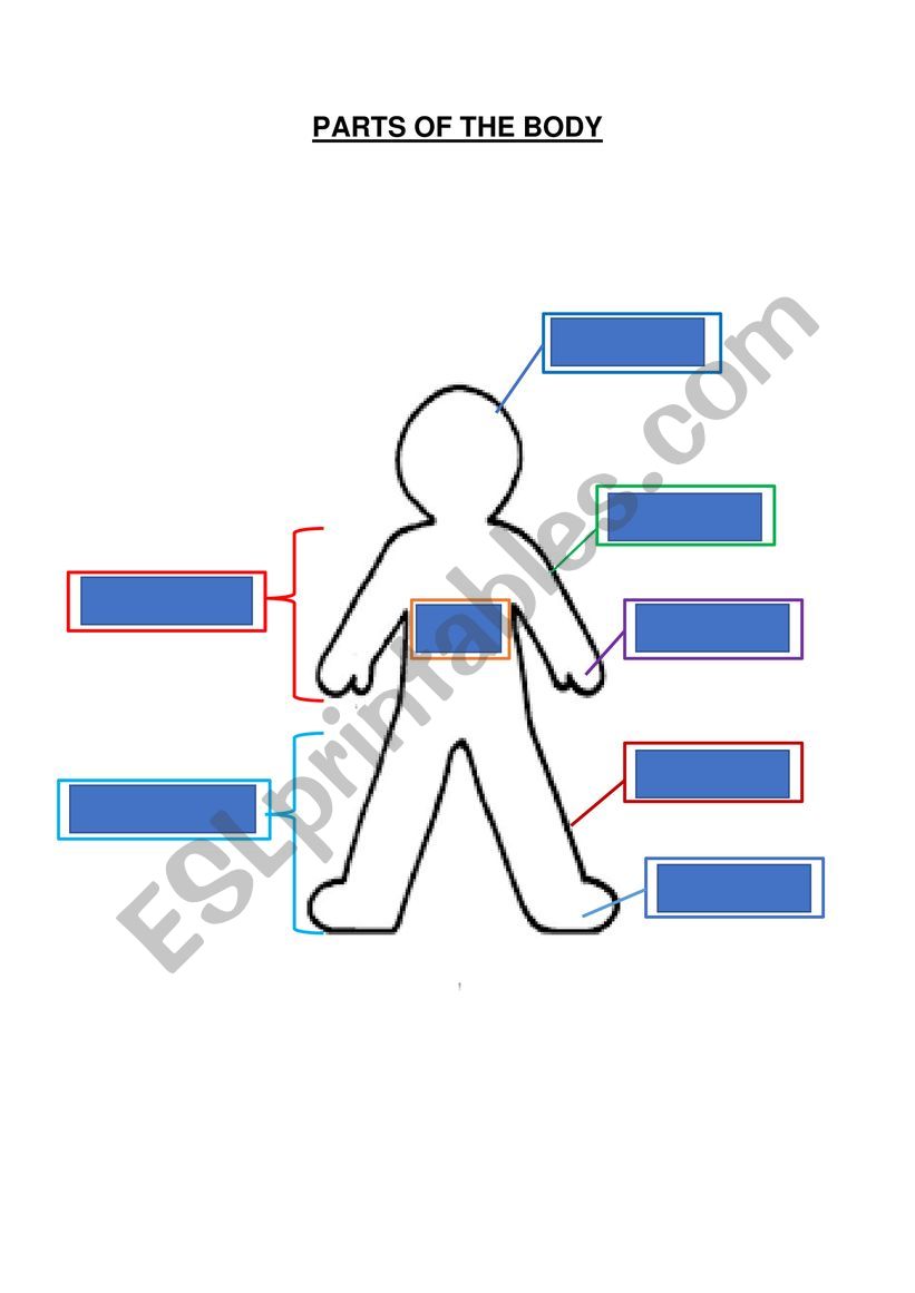 Parts of the Body worksheet