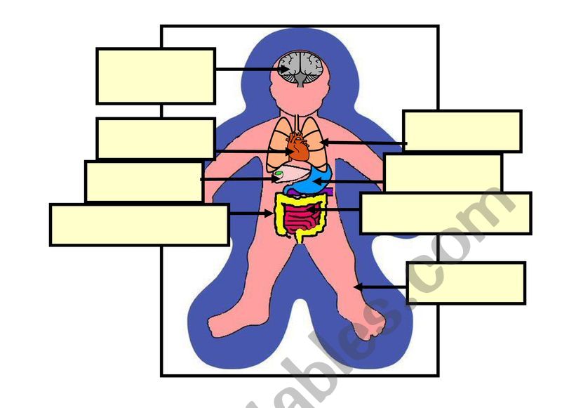 Label the body worksheet