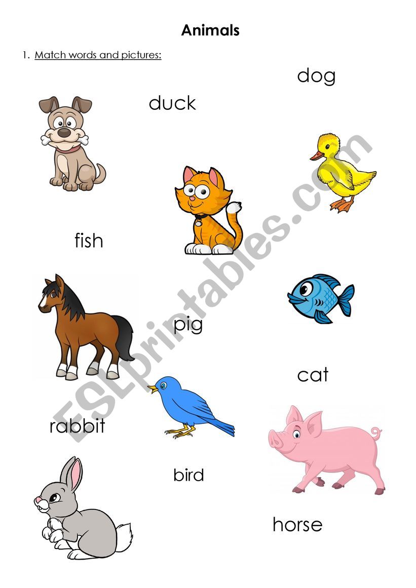 Animals  worksheet