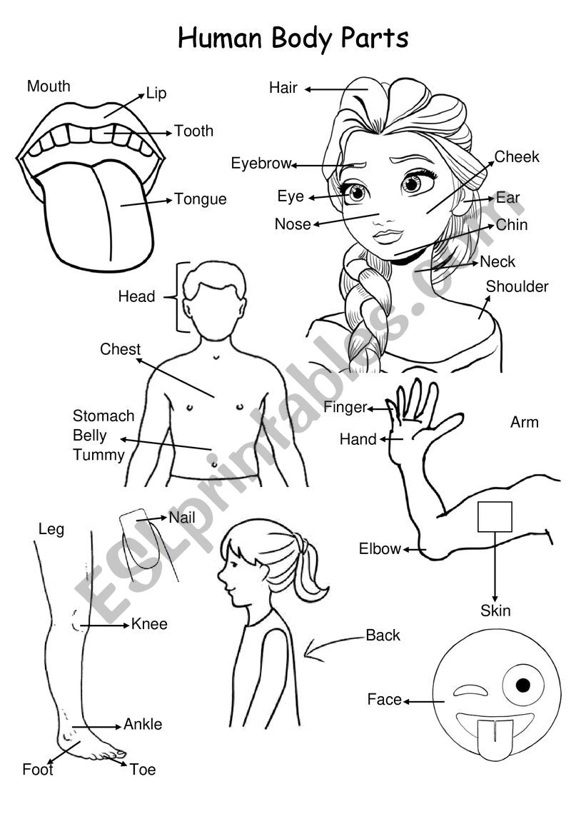 Human Body Parts worksheet