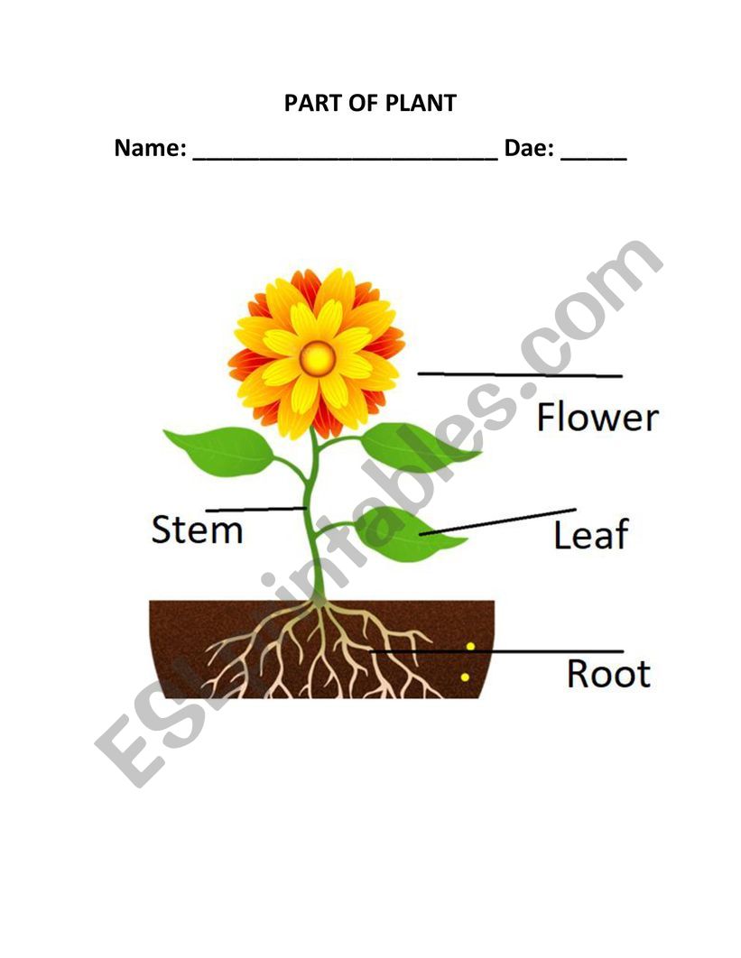 Parts of the plant worksheet