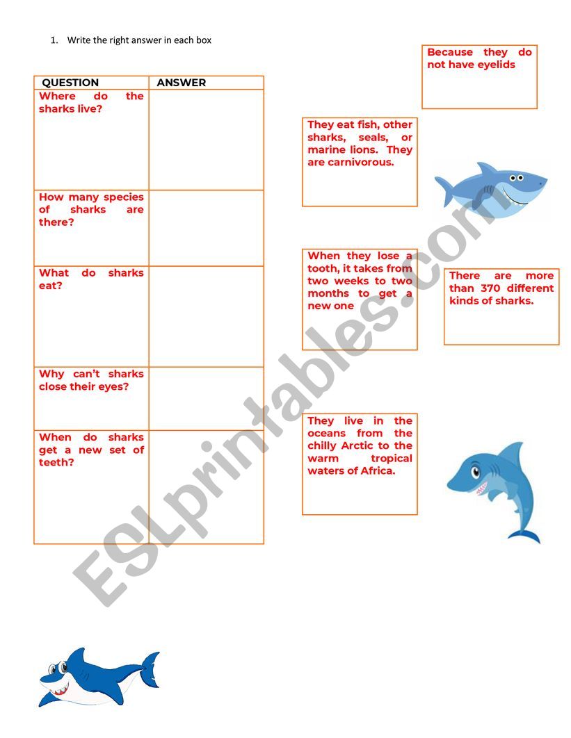 WH questions/ sharks pt2 worksheet