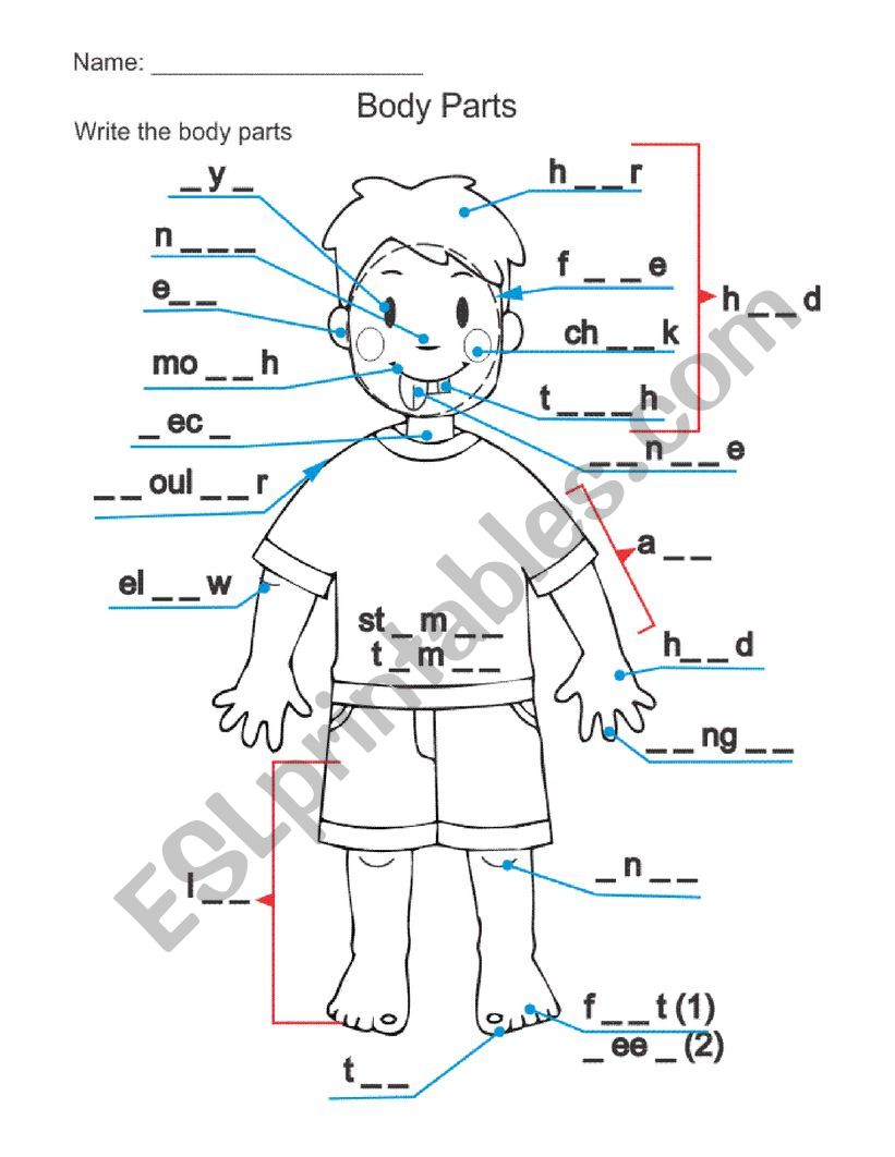 Body parts worksheet