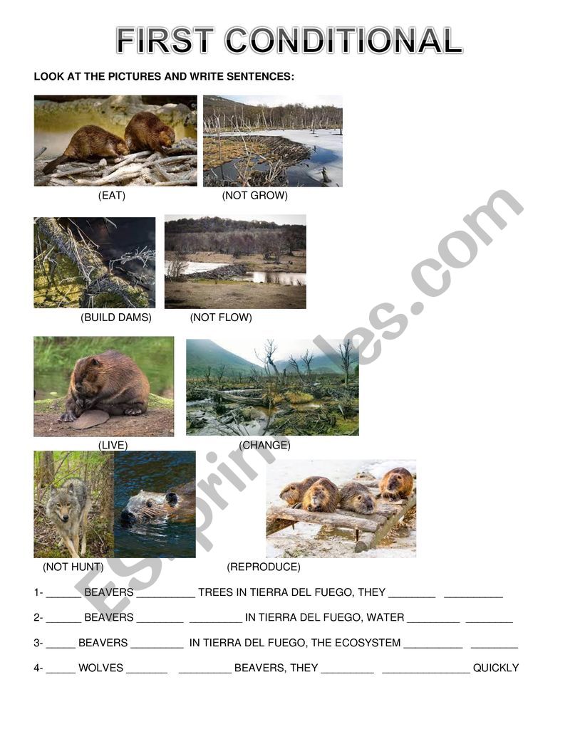first conditional- beavers in Tierra del Fuego
