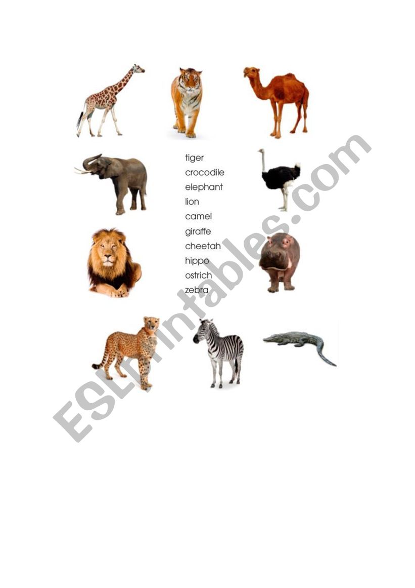 African animals - matching exercise - ESL worksheet by Sunbird777