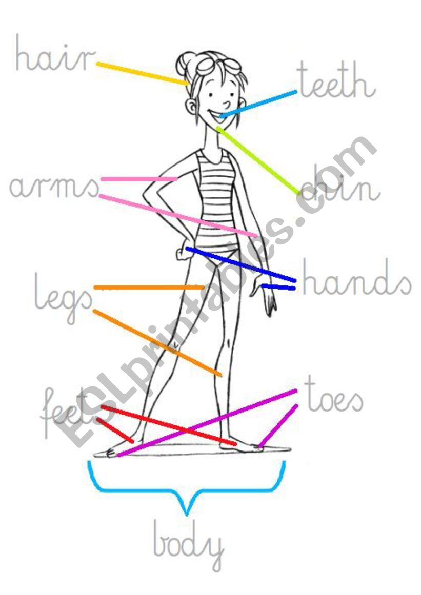 parts of the body worksheet