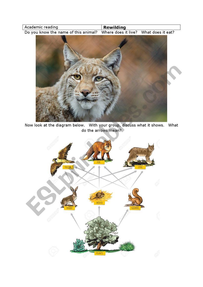 Bring back the big cats! worksheet