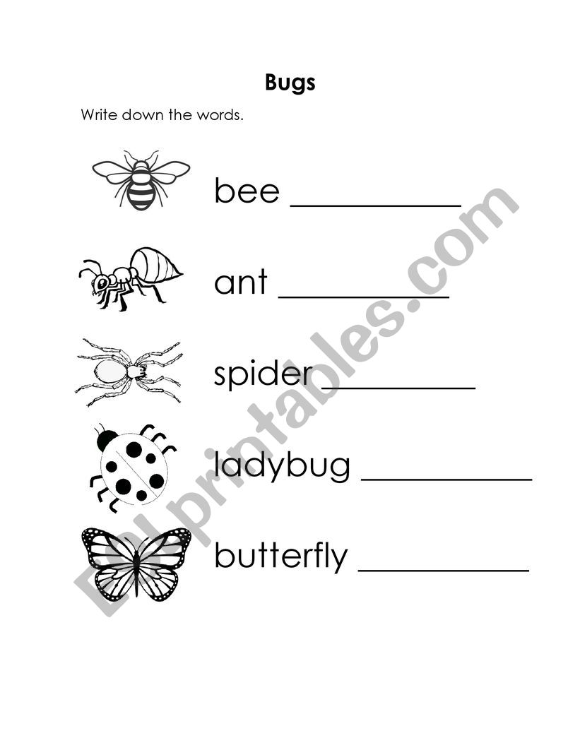 Bugs worksheet