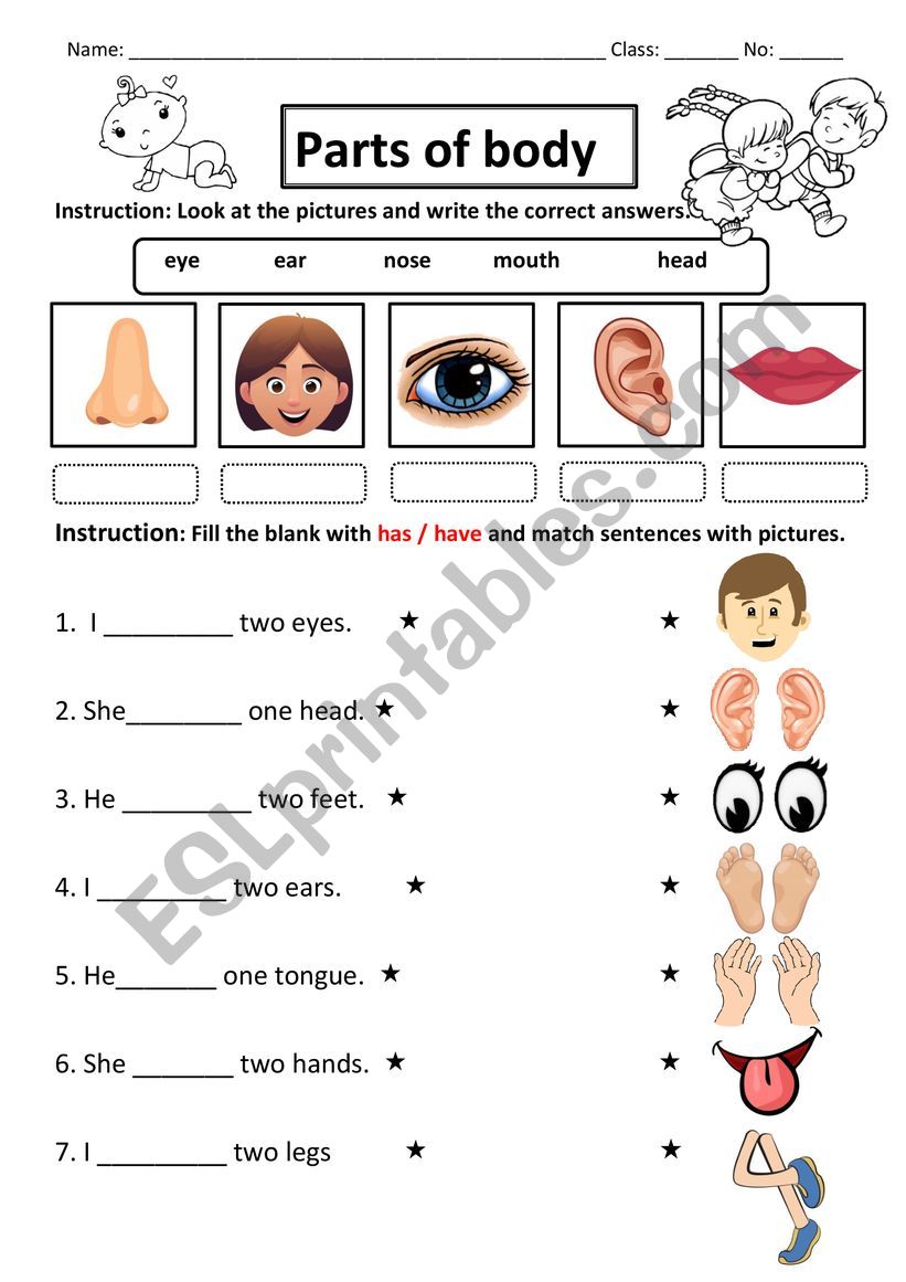 Parts of body worksheet