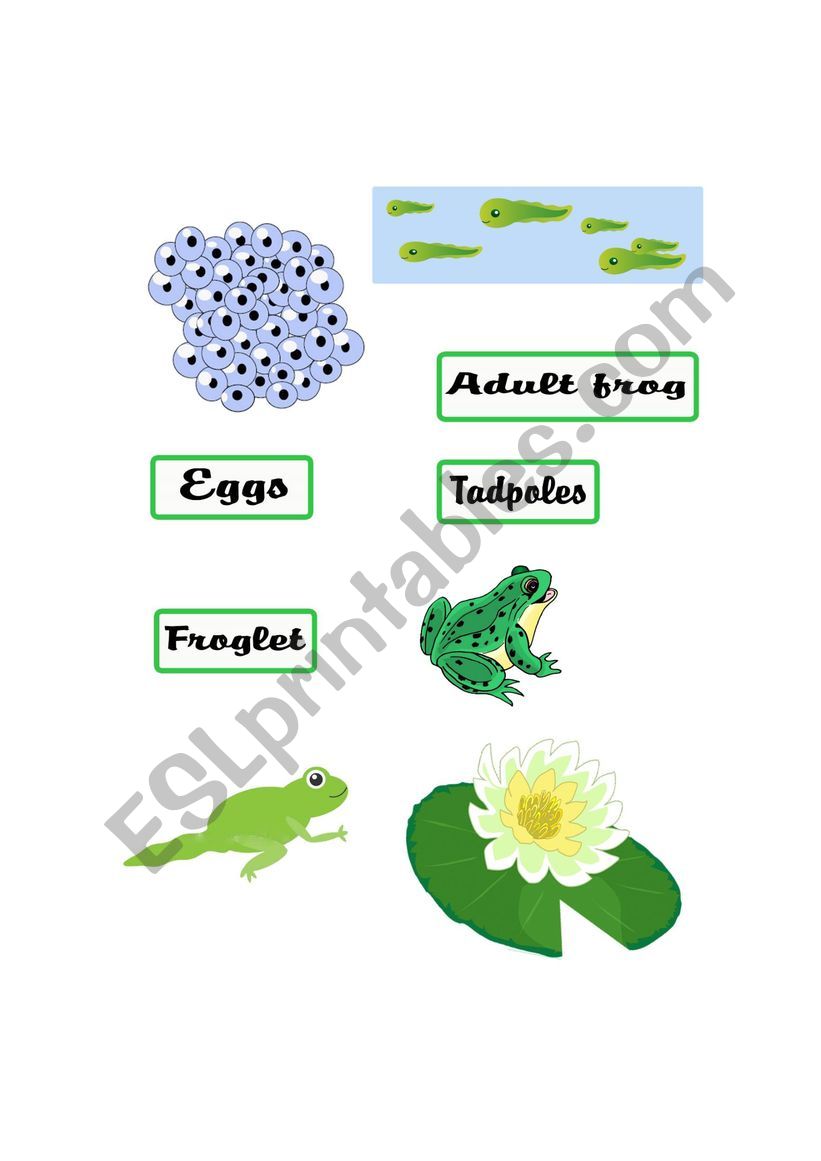 LIFE CYCLE OF A FROG worksheet