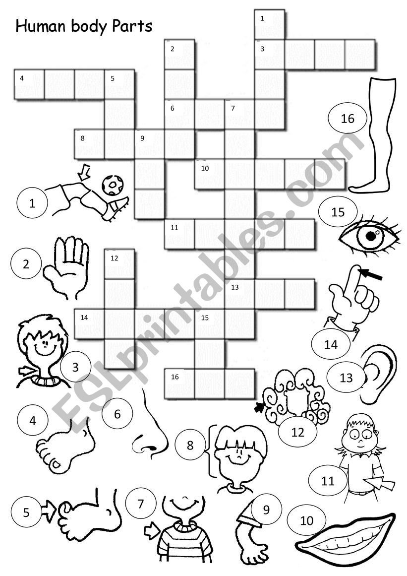 Human Body Parts Crossword worksheet