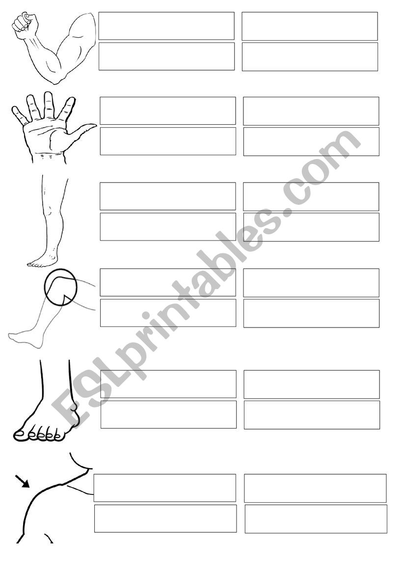 Human Body Parts - Part 1 worksheet