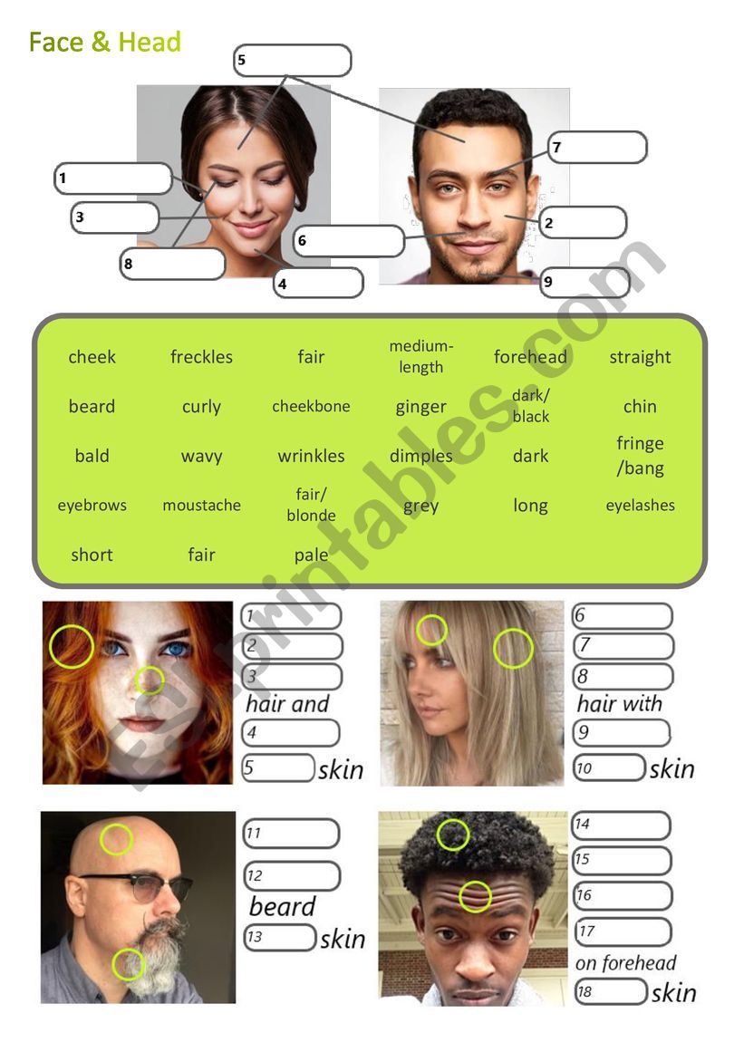 Face and head vocabulary worksheet
