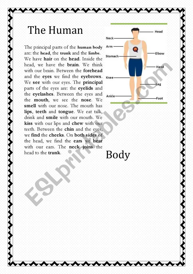 a human body worksheet worksheet