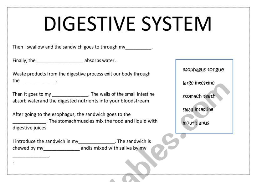 Digestion of a sandwich worksheet