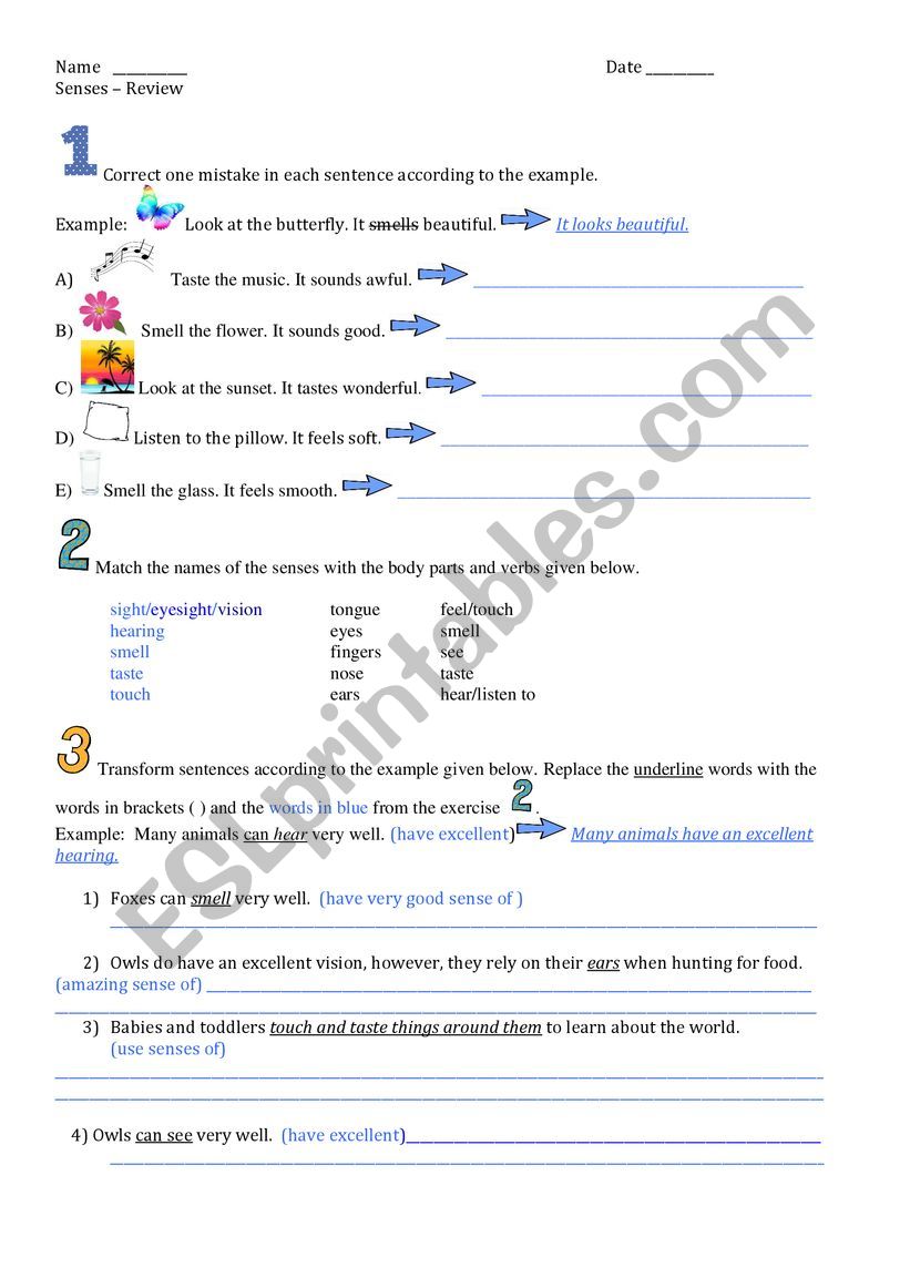 The Five Senses - Review worksheet