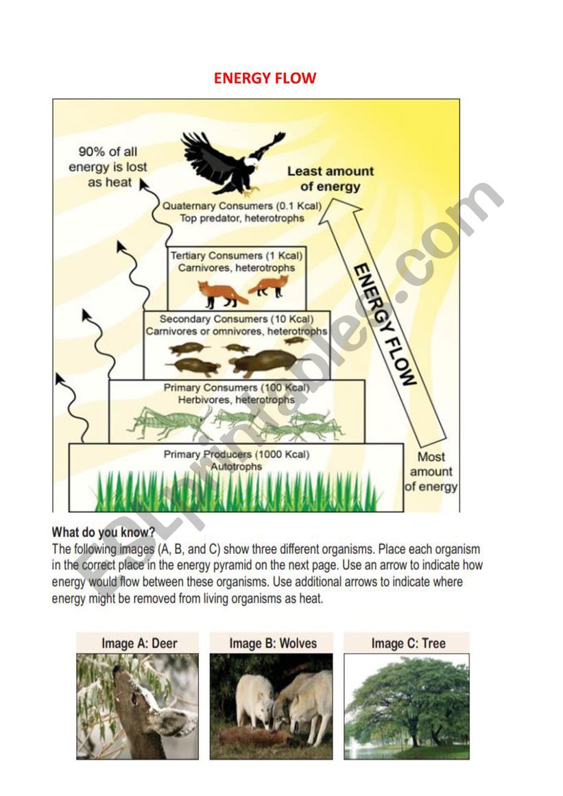 energy flow in our ecosystem worksheet