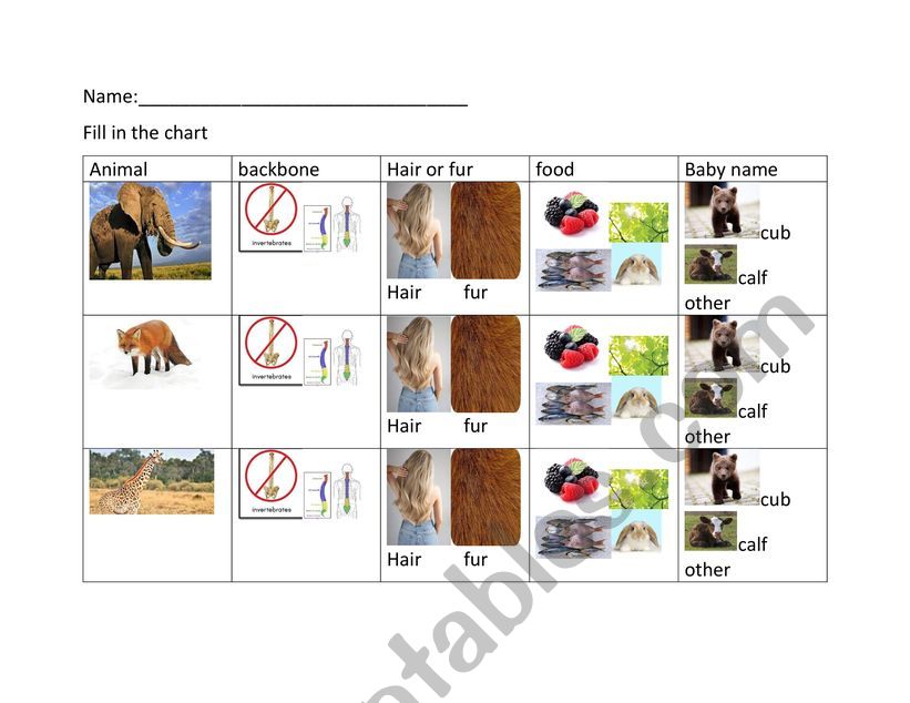 Compare and contrast mammals worksheet