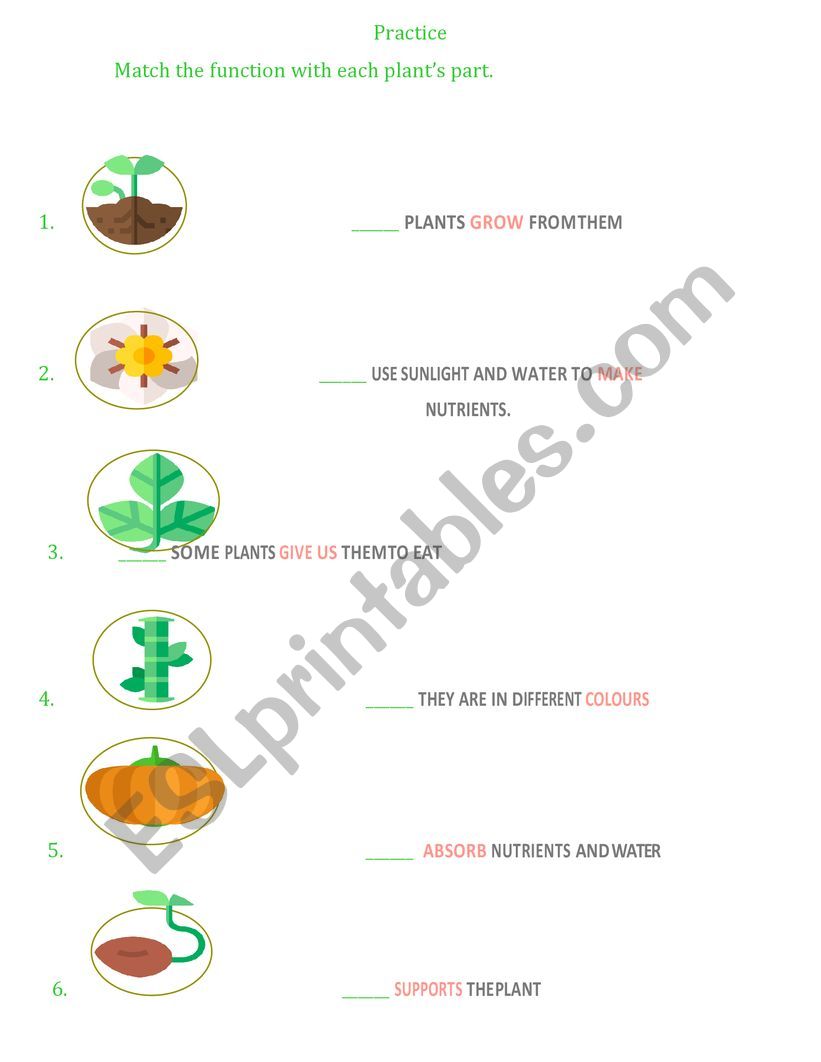 Parts of the plant Worksheet worksheet