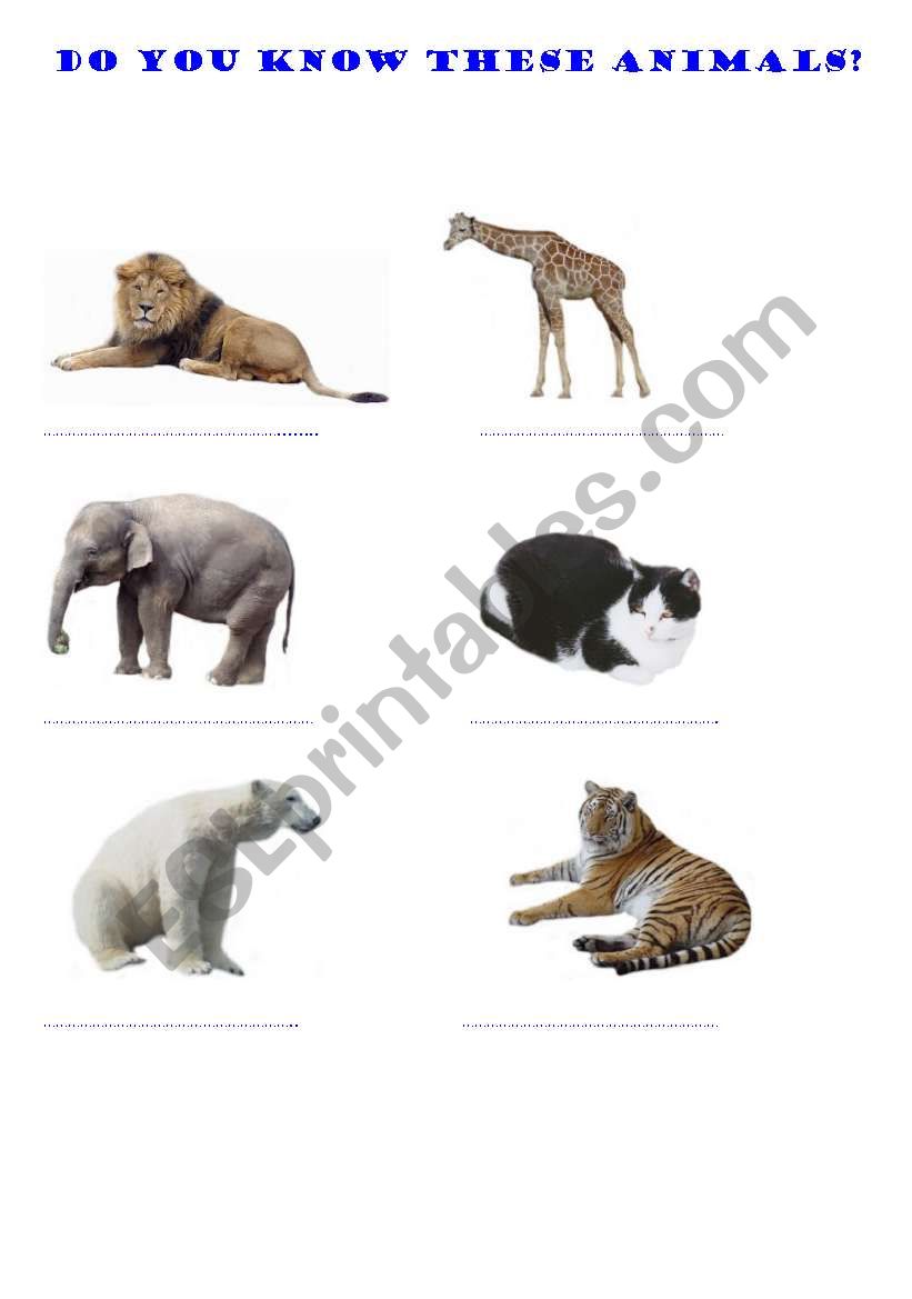 Animals worksheet