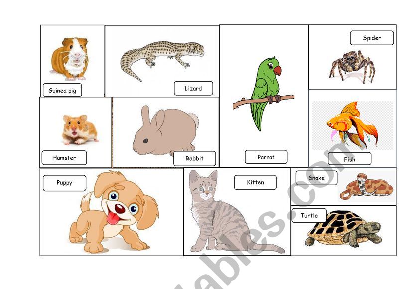 Pets Memory game worksheet