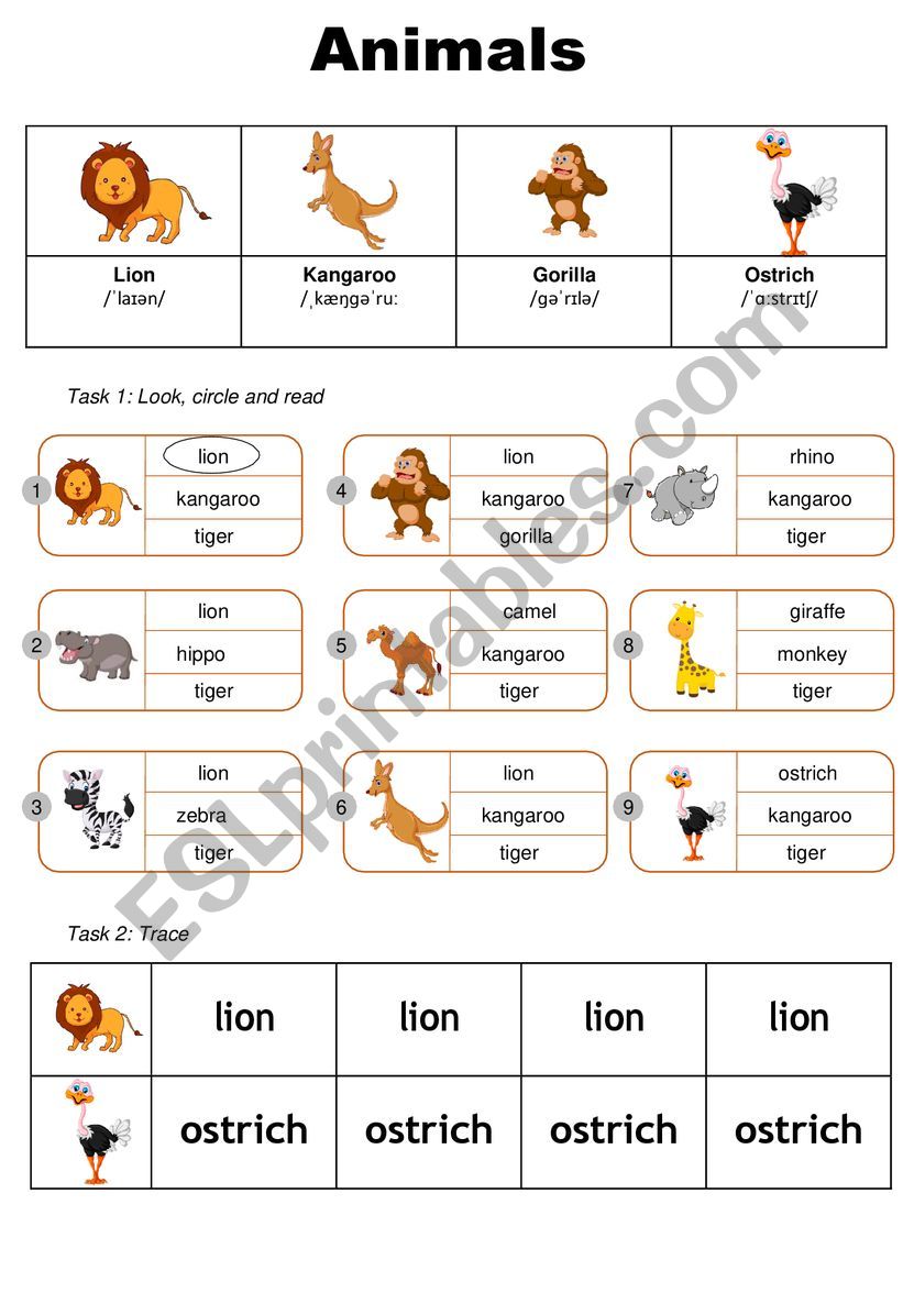 Animals worksheet worksheet