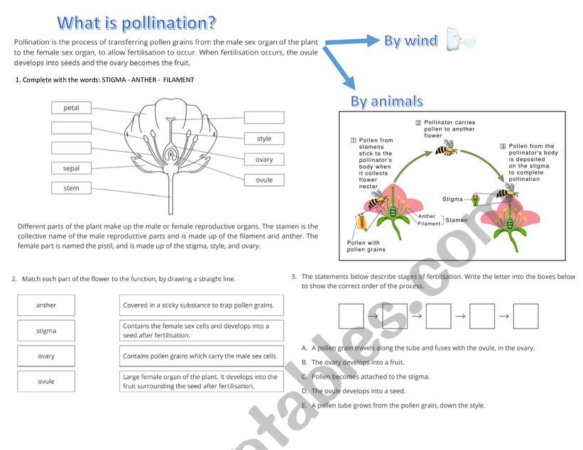 Pollination worksheet