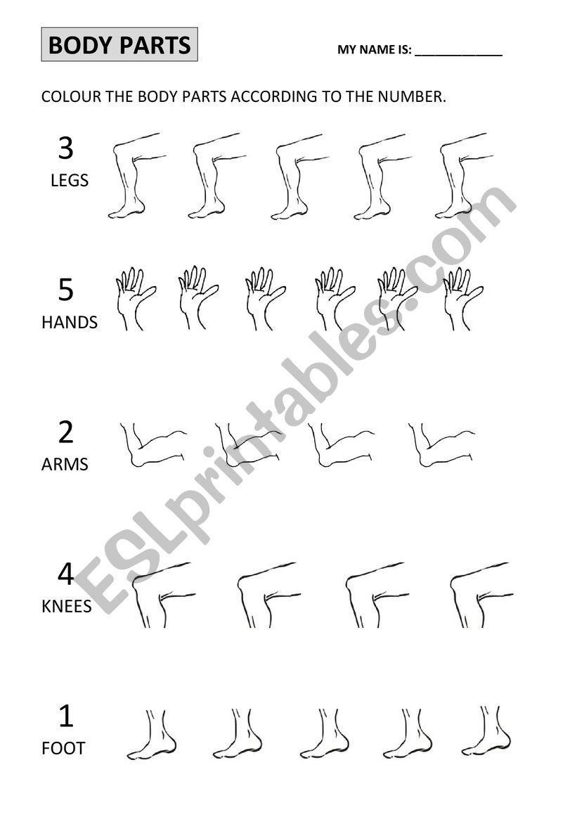 Body Parts worksheet