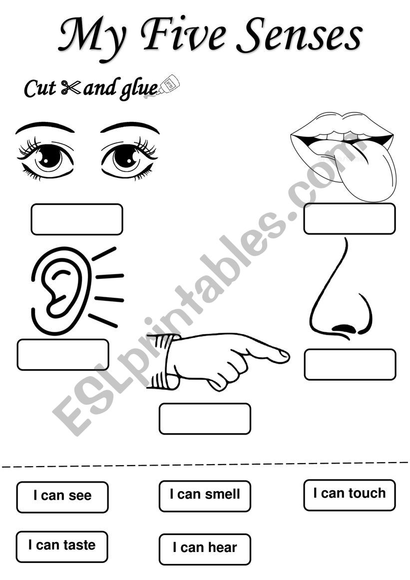 my five senses worksheet