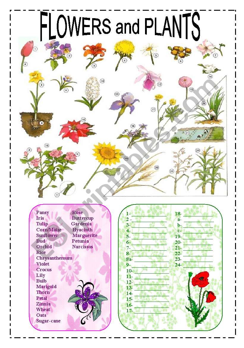 flowers-and-plants-esl-worksheet-by-spring