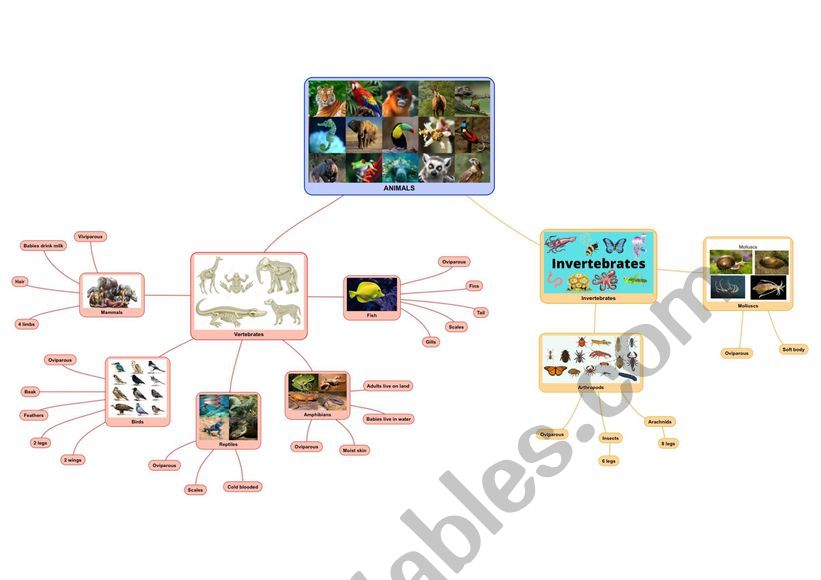 Animal kingdom classification diagram - ESL worksheet by juguem