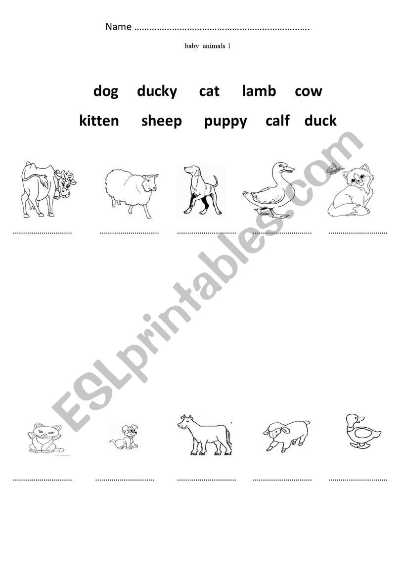 Baby animals worksheet