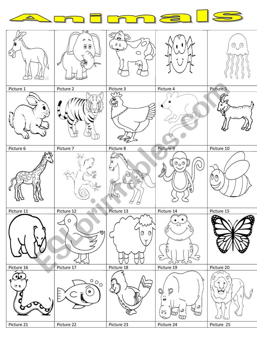 animals worksheet