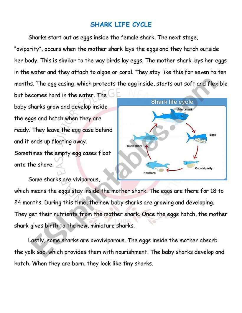 Shark life cycle - passage worksheet