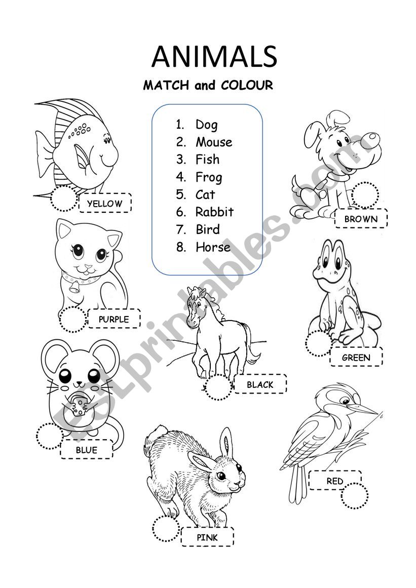 Animals worksheet