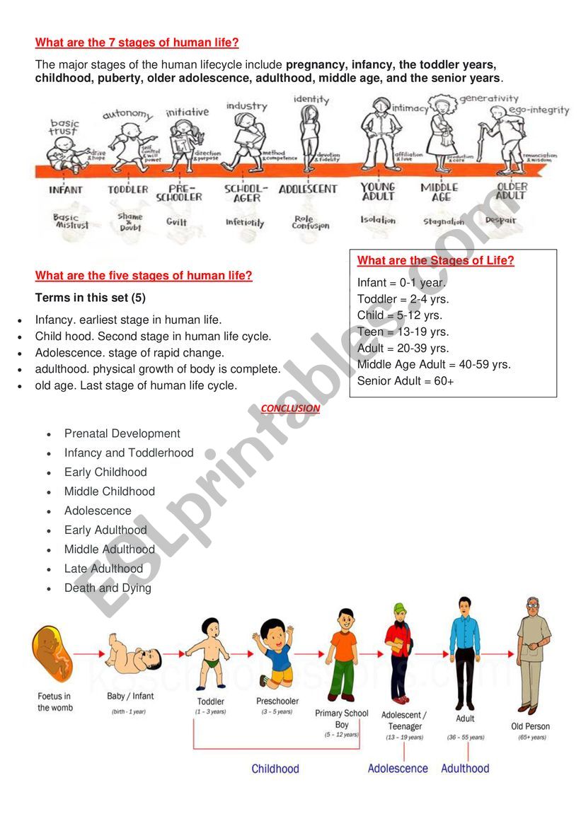 human life stages worksheet