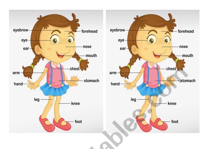 Body parts worksheet