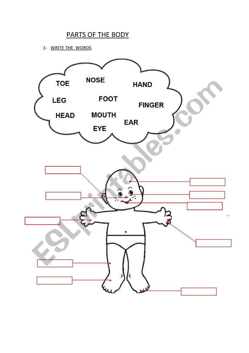 PARTS OF THE BODY worksheet