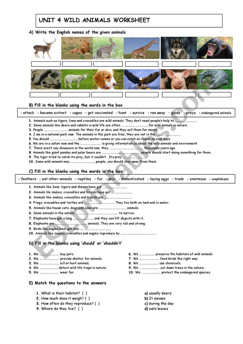 wild animals worksheet