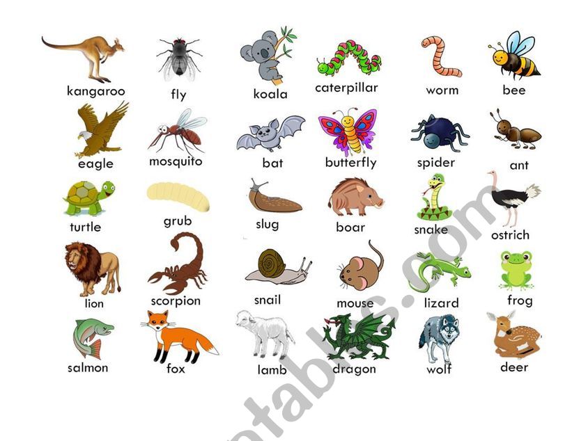 Animals worksheet