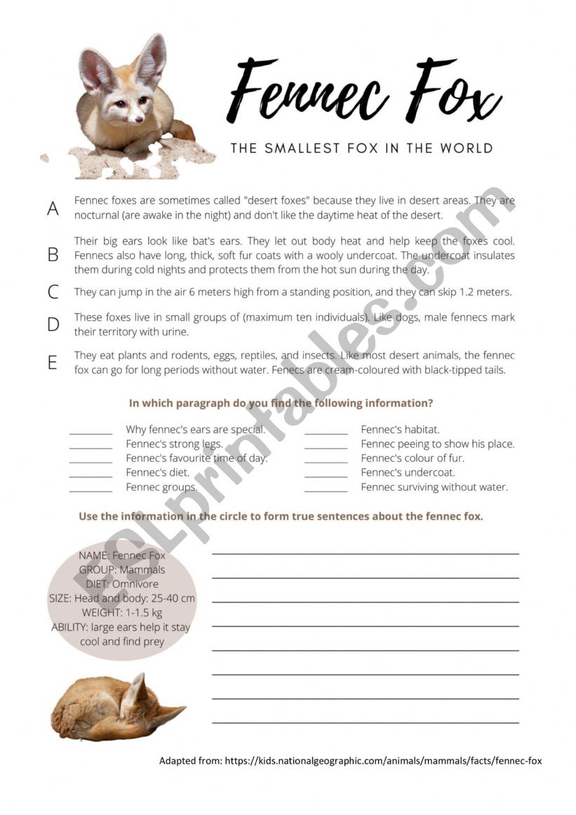 Fennec Fox worksheet