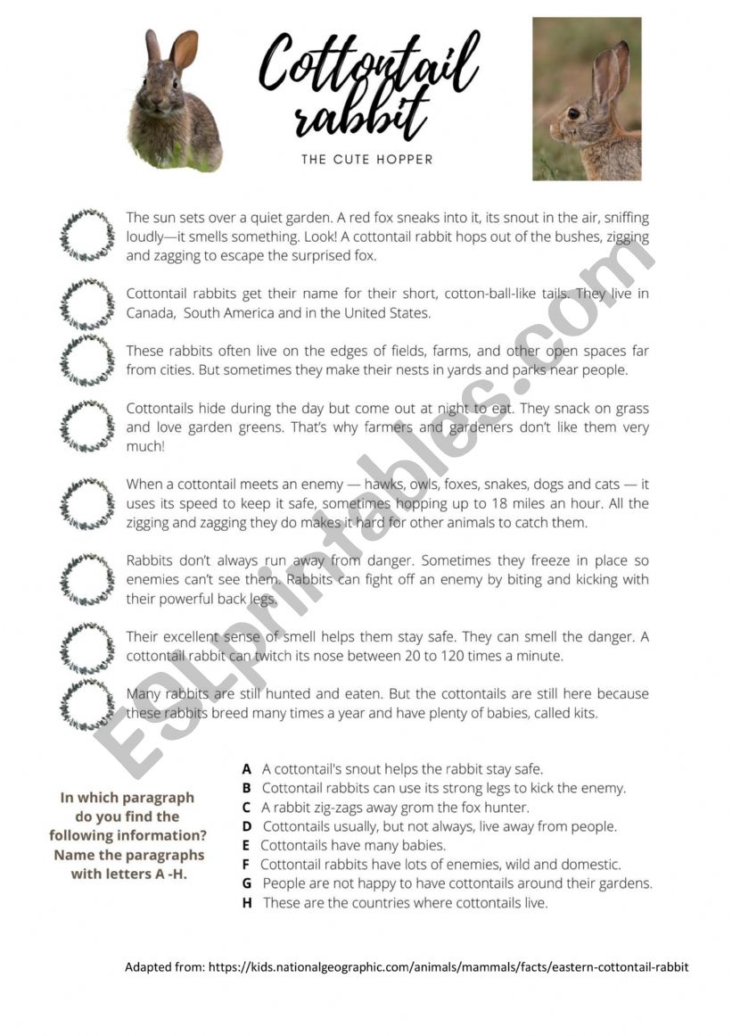 Cottontail Rabbit worksheet